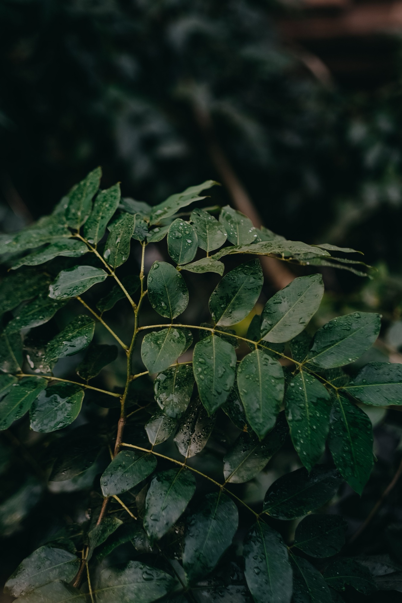 Fresh curry leaves on the branch, glistening with rain
